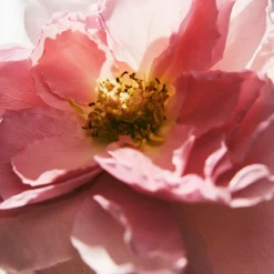 Chlou00E9 Chloé Eau de Parfum Spray Rose Naturelle Intense von Chloé Discount