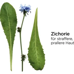 CLARINS Everlasting Youth Fluid