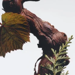 Jo Malone London Cypress & Grapevine Cologne Intense von Outlet