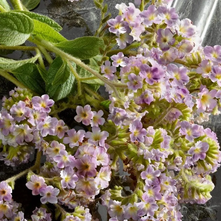 Dolceu0026Gabbana Dolce&Gabbana Q by Dolce&Gabbana Intense Eau de Parfum Spray