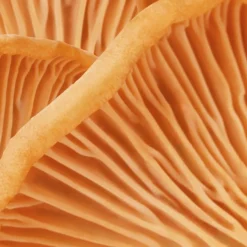 Mu00C1DARA Gesicht HIS Face Cream von MÁDARA Clearance