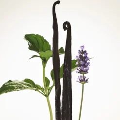 Burberry Goddess Eau de Parfum Intense Spray  von