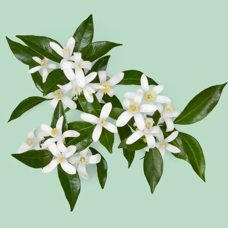 Gucci Guilty Pour Homme Essence Eau de Toilette Spray von Sale