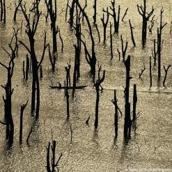 GUERLAIN Aqua Allegoria Rosa Rossa Forte Eau de Parfum Spray Online