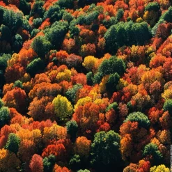 GUERLAIN Aqua Allegoria Rosa Palissandro Forte Eau de Parfum Spray