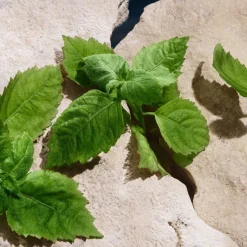 Dolceu0026Gabbana Light Blue pour homme Eau de Parfum Spray Capri in Love von Dolce&Gabbana