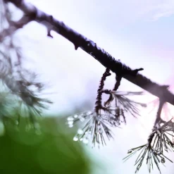 Maison Margiela Replica When The Rain Stops Eau de Toilette Spray Sale