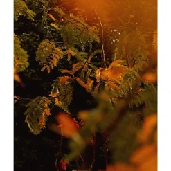 Mihan Aromatics Mikado Bark Eau de Parfum Spray von