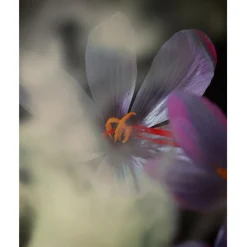 Maison Crivelli Olfactory Mysteries Extraits de Parfum Spray Safran Secret von Clearance