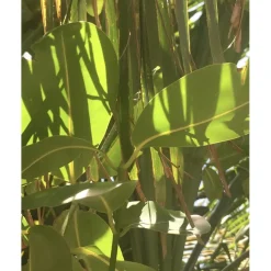 u00C9lisire Première Extrait de Parfum EAU PAPAGUÉNA von Élisire