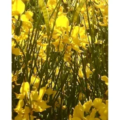 u00C9lisire Première Extrait de Parfum EAU PAPAGUÉNA von Élisire