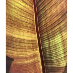 u00C9lisire Première Extrait de Parfum EAU PAPAGUÉNA von Élisire