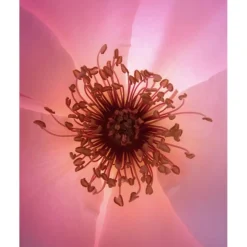 u00C9lisire Première Extrait de Parfum ELIXIR_ABSOLU von Élisire