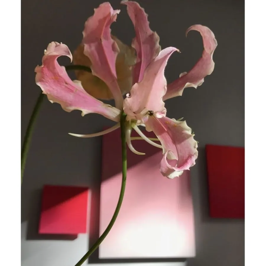 u00C9lisire Première Extrait de Parfum ELIXIR_ABSOLU von Élisire