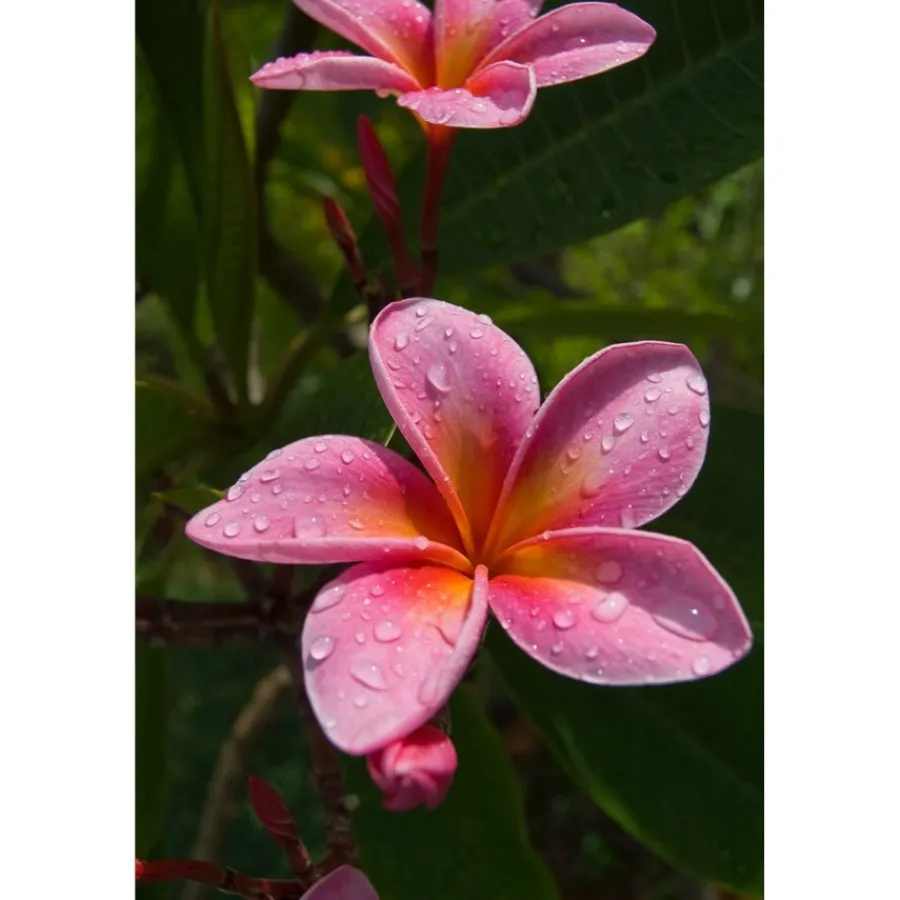 u00C9lisire Première Extrait de Parfum ELIXIR_ABSOLU von Élisire