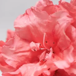 BABOR Skinovage Calming Serum von Outlet