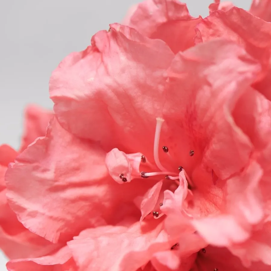 BABOR Skinovage Moisturizing Serum von New