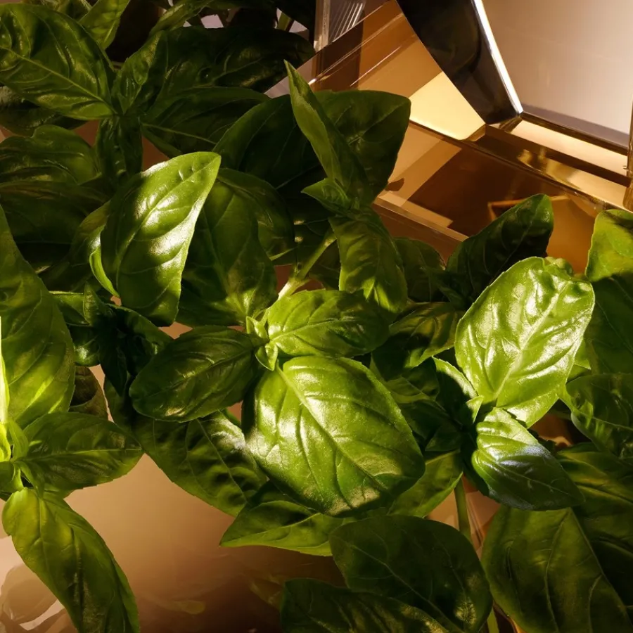 Dolceu0026Gabbana The One For Men Eau de Toilette Spray von Dolce&Gabbana