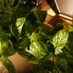 Dolceu0026Gabbana The One For Men Eau de Toilette Spray von Dolce&Gabbana