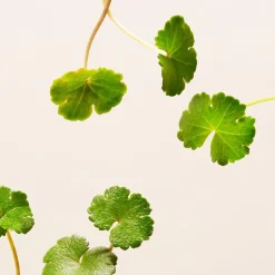 RITUALS The Ritual Of Namaste Ageless Firming Night Cream von Discount