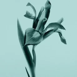 Tiffany u0026 Co. Tiffany Eau de Parfum Body Lotion von Tiffany & Co.